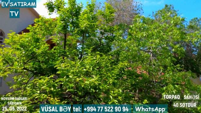 40 SOTDA BAĞ EVİ SATILIR NOVXANIDA /Недвижимость в Баку / EV SATIRAM TV/ bag evl