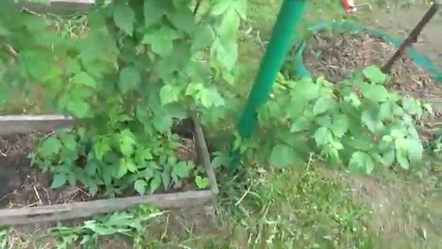 МАЛИНА по методу Соболева Часть 6 - небывалые урожаи и минимум хлопот