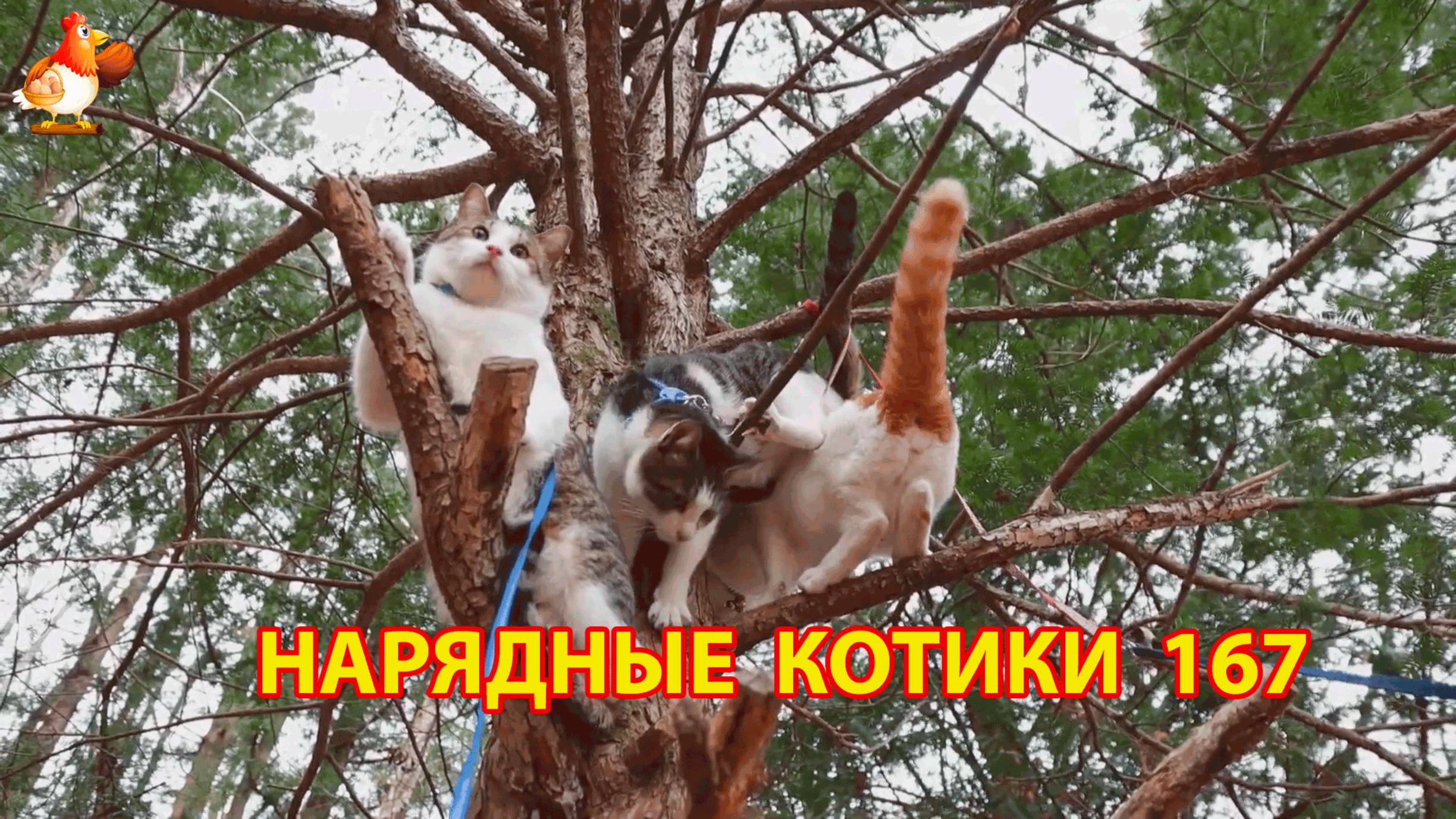Нарядные Котики расслабляются на солнышке 🌞 🐈🐈🐈 (167)