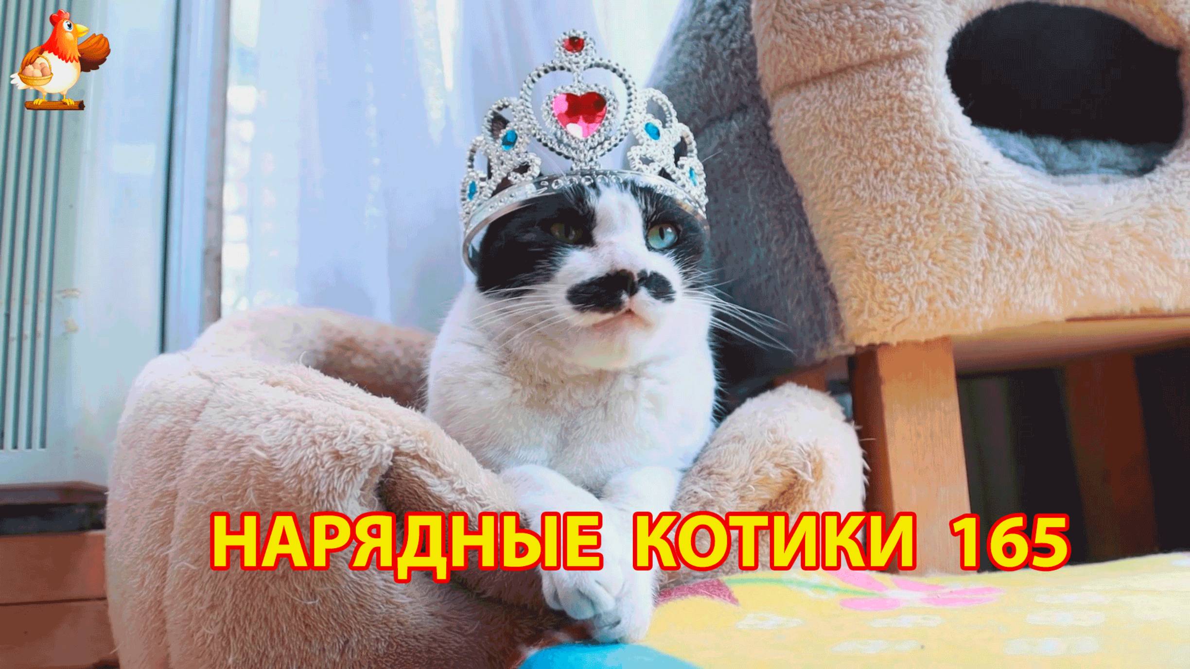 Нарядные Котики расслабляются на солнышке 🌞 🐈🐈🐈 (165)