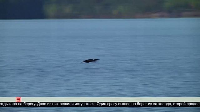 Трагедия на Братском водохранилище 28.05.2025
