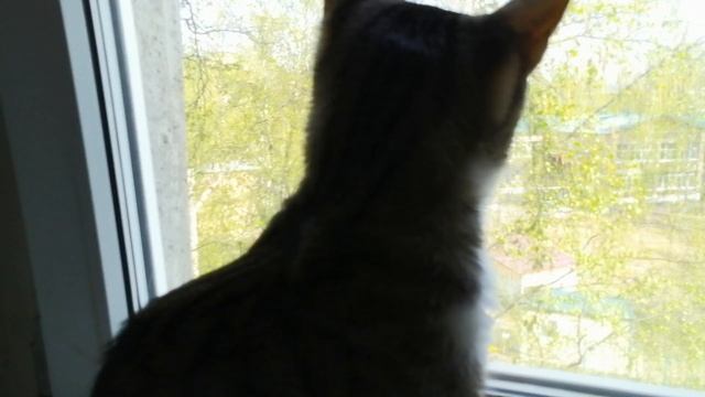Кого же нам теперь ловить🤔🤗🧐😼🐞