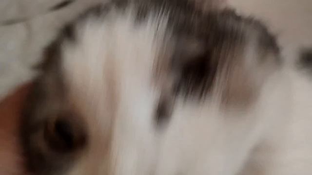 Цезарь совсем плох