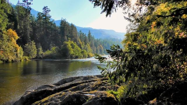 🌿Умиротворяющие звуки леса и реки | Пение птиц для ре?