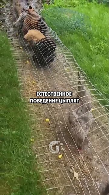 Самый удивительный метод для выращивания цыплят!