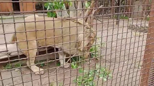 Шерхан. Чем бы заняться. Видео от мамы