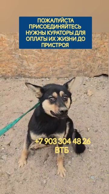 Девченки спасены из отлова, нужно оплатить передержку. помогите пожалуйста