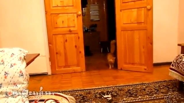 приколы вк 2