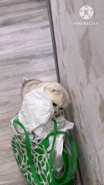 Мой котик 😸🎒