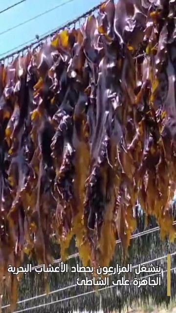 🌊Уезд Сяпу центр: морских водорослей Китая