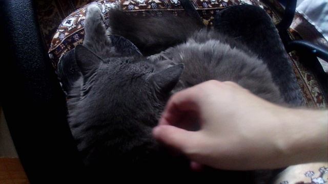 кошка миша 50 лет девочка