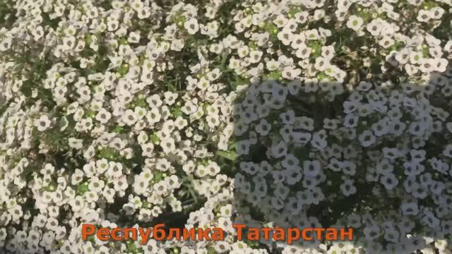 Не могу отказаться от этого садового цветка - АЛИССУМ СНОУ ПРИНЦЕСС.