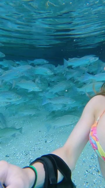 PNVH8D0EcQ0 - Come swim with me!! #underwater #animals #sealife