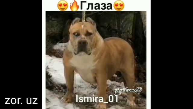 Алабай