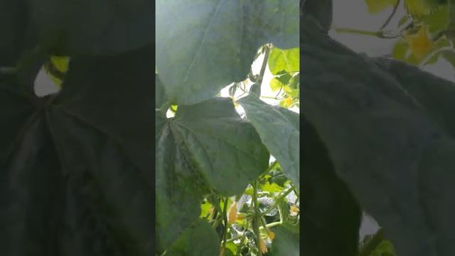 Томат Манго  Джанго 🤔 Часть 5