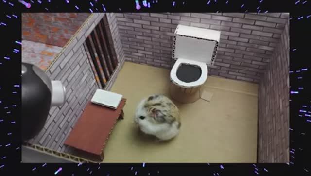 🐹🦂 Лабиринт со скорпионами и ловушками , домашние животные - хомяки - полицейские 🐹