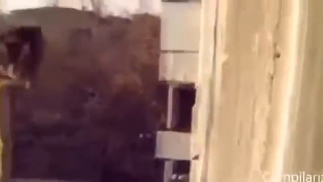 Смешные животные  Супер приколы про кошек
