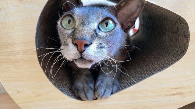 ГЛАВА: КАК МЫ КОТА НА НОВУЮ КВАРТИРУ ПЕРЕВОЗИЛИ🐈🐱Ры?