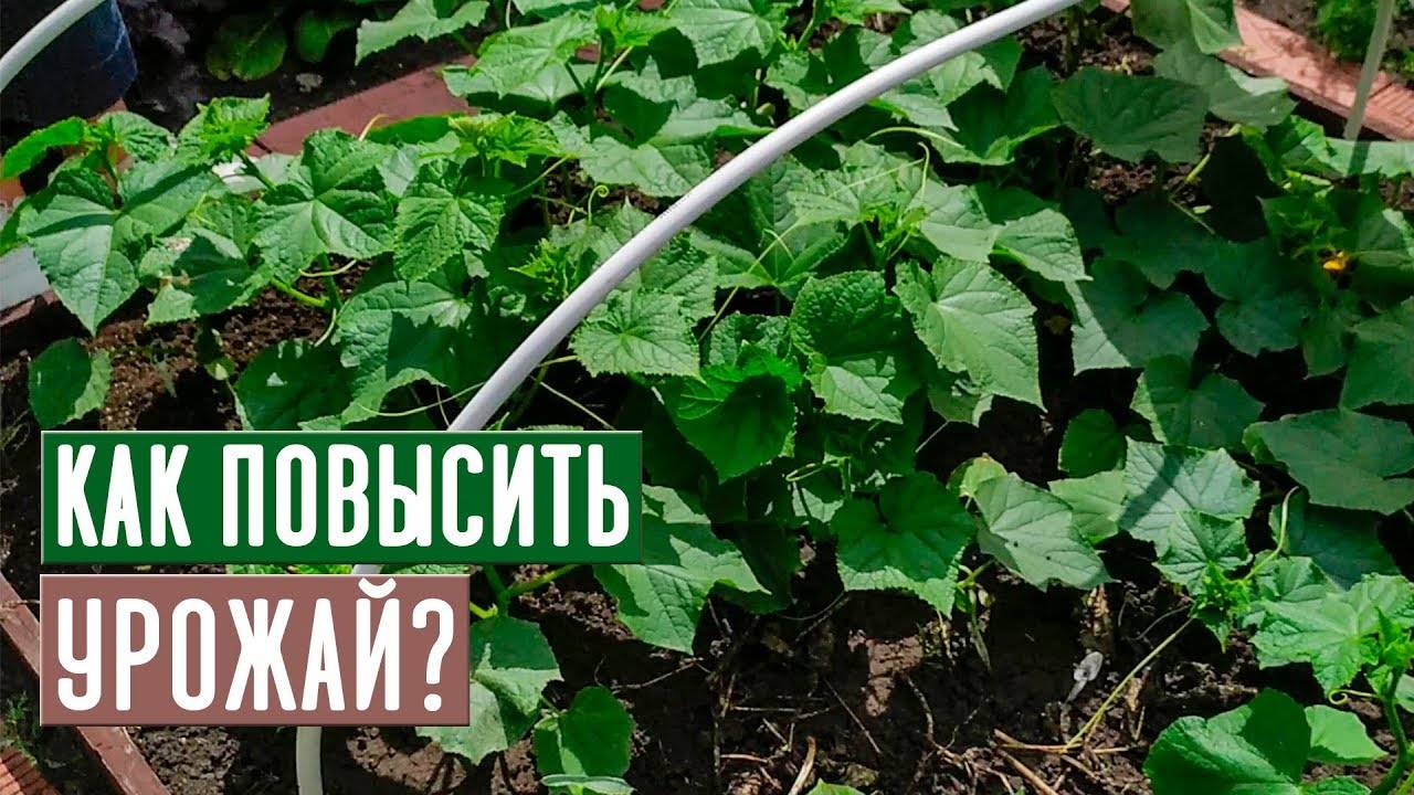 Первая ВАЖНАЯ ПОДКОРМКА ОГУРЦОВ, что внести для богатого урожая?