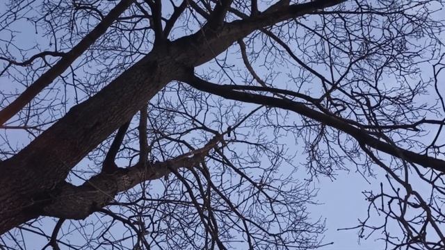 Пение скворца через шум города (31.03.25)
