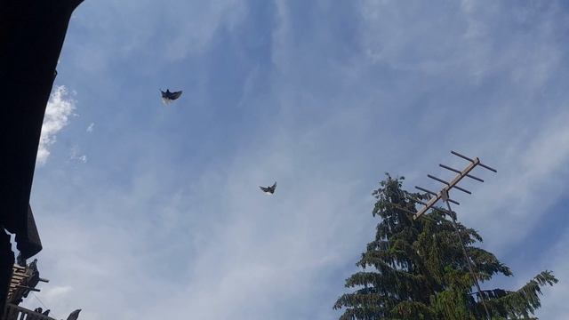 Николаевские голуби 29.05.25 г