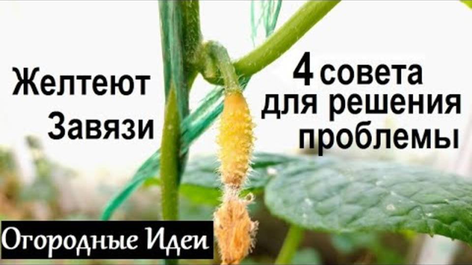 ПОЧЕМУ ЖЕЛТЕЮТ ОГУРЦЫ? Срочно исправляем ошибки – иначе урожай пропал!