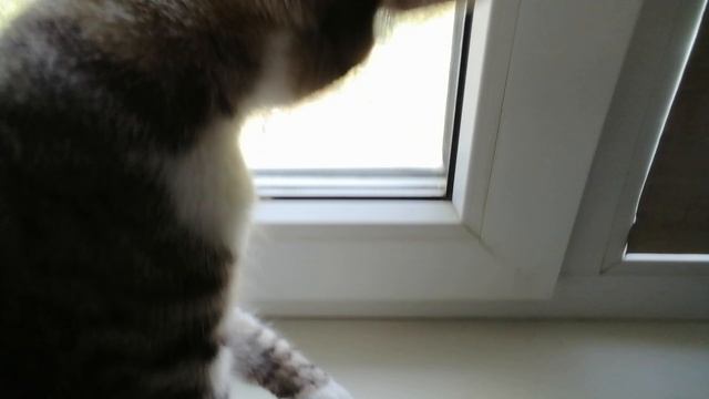 А теперь поиграем😁🐾