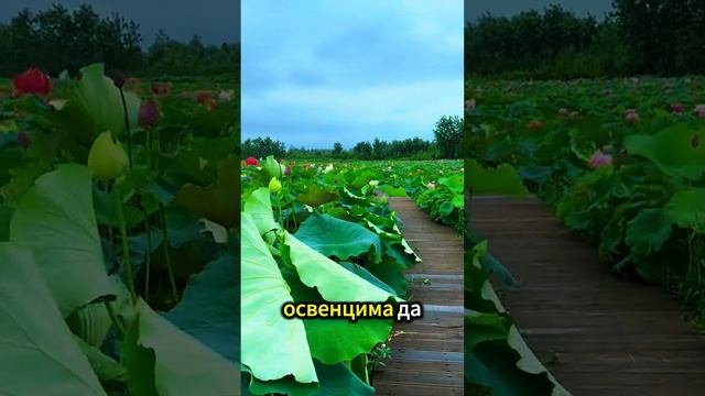 Ксения Буглак (1114)