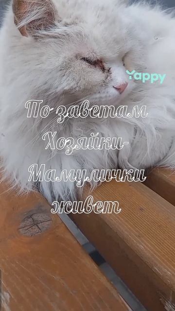 #котики #кошка #киса #домашниеживотные #кошки #пес #собакадругчеловека #собака #собаки #щенок #мимим