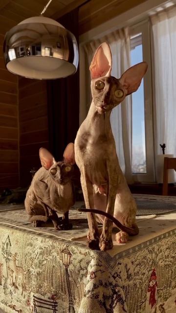 Котики #котики #животные #кот #коты