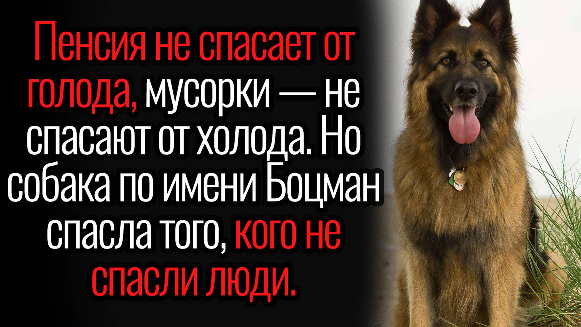 Истории из жизни. "Верный друг". Аудио рассказы