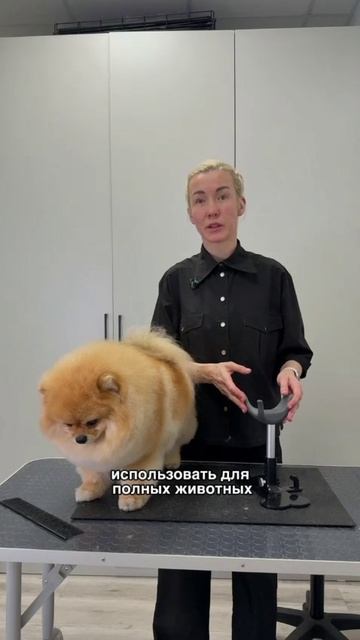 Зачем нужна подставка для животных при груминге во время стрижки