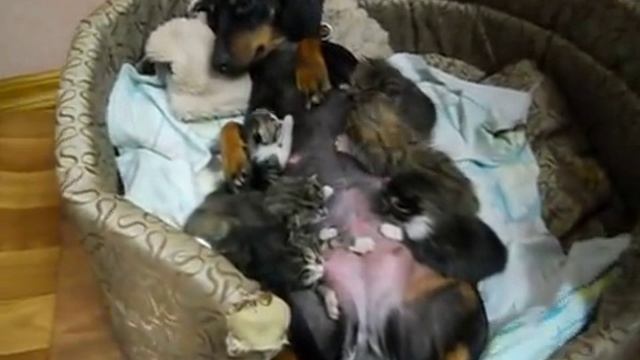 Такса кормит брошенных котят 🐶♥️😺