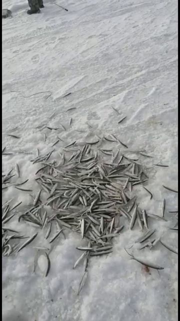 На корюшке в Японском море