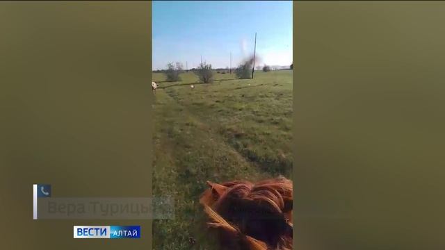 «Вести Алтай» за 29 мая 2025 года