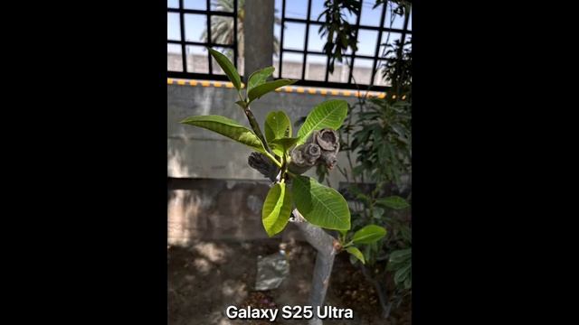 Honor 400 Pro Vs Galaxy S25 Ultra Vs iPhone 16 Pro Max - сравнение камер в реальной жизни