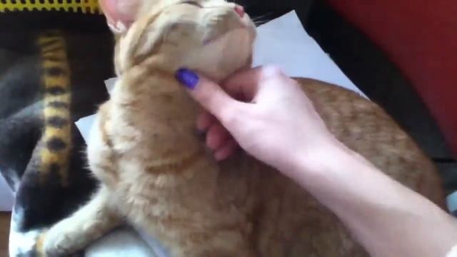 Рыжий кот