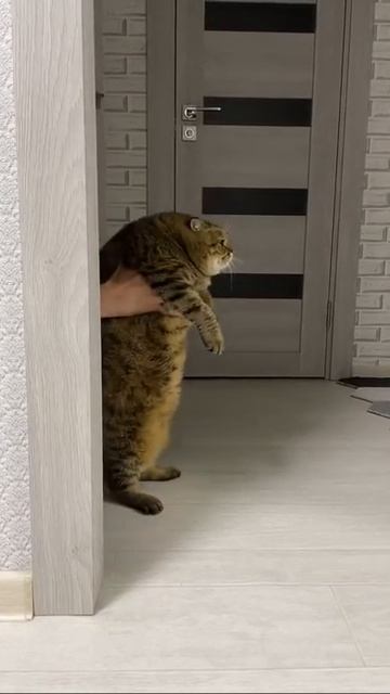 Толстый пухнастик танцует #Shorts