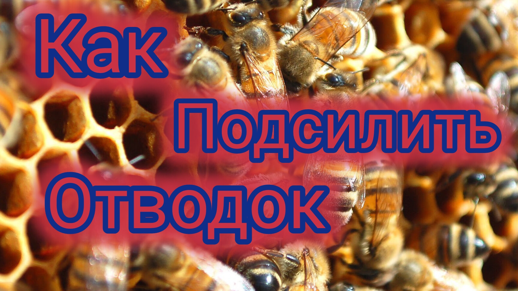 Как подсилить отводок