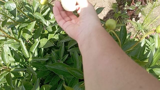 обрезала отцвëвшие цветы, навожу порядки в палисадниках...