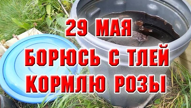 29 мая. Борюсь с тлей, подкармливаю розы