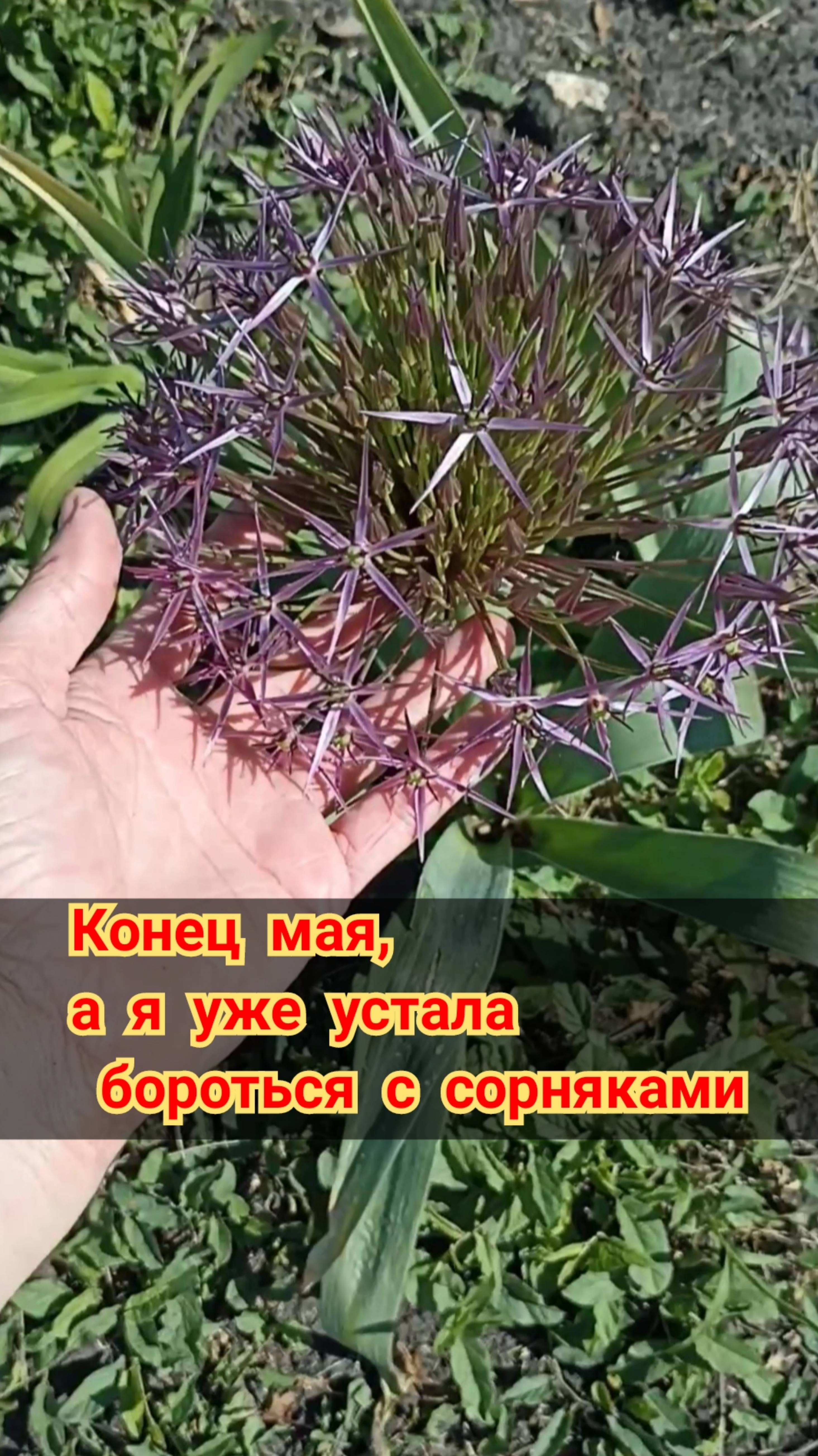 Я вот не пойму. Меня одну одолевают сорняки? У меня одной меня такие заросли травы вцветниках,