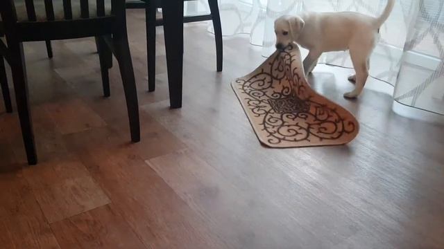 Сальто Холли