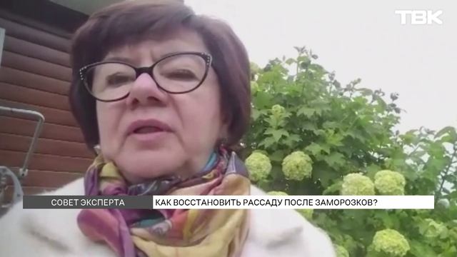 Как оживить посадки после заморозков / советы эксперта