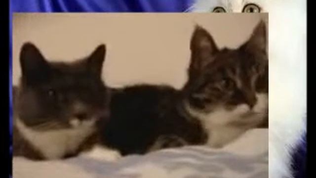 Говорящие коты!!! Вот это прикол!!!