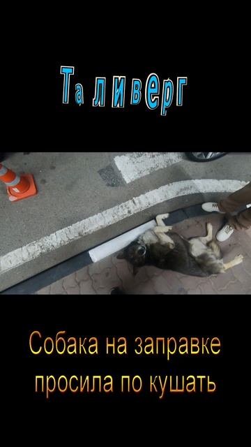 Собака на заправке просила по кушать