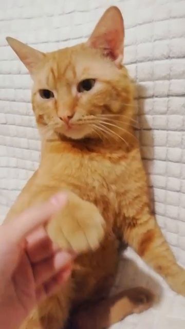 Любимые наши помощники и друзья ❤️❤️❤️Они теряются, находятся! И слава Богу!