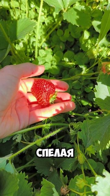 Первая клубничка пошла!