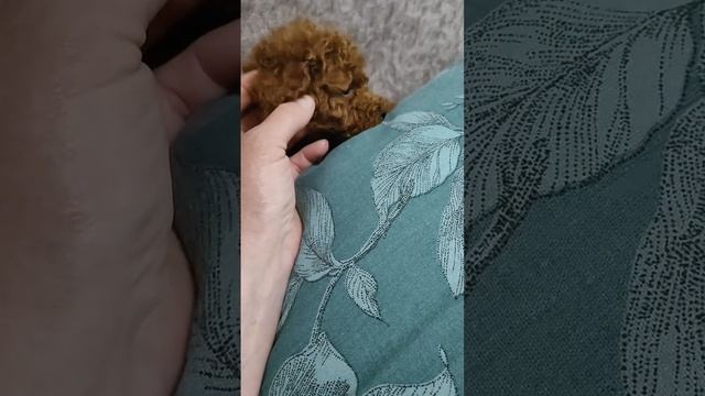 Той пудель, РЭД БРАУН, мальчик.