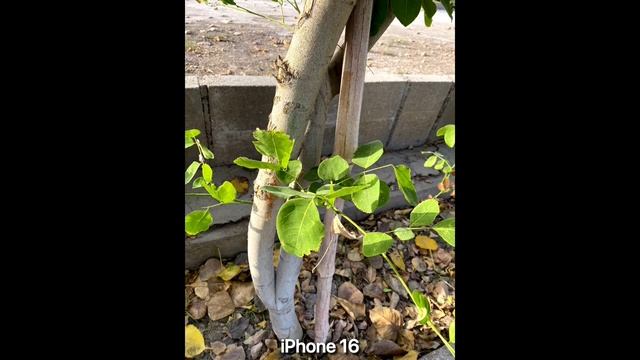 OnePlus 13T 5G vs iPhone 16 - сравнение камер в реальной жизни